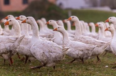 Influenza Aviaire