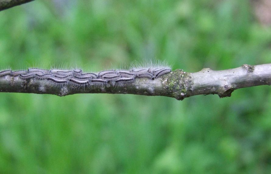 Des chenilles processionnaires du chêne